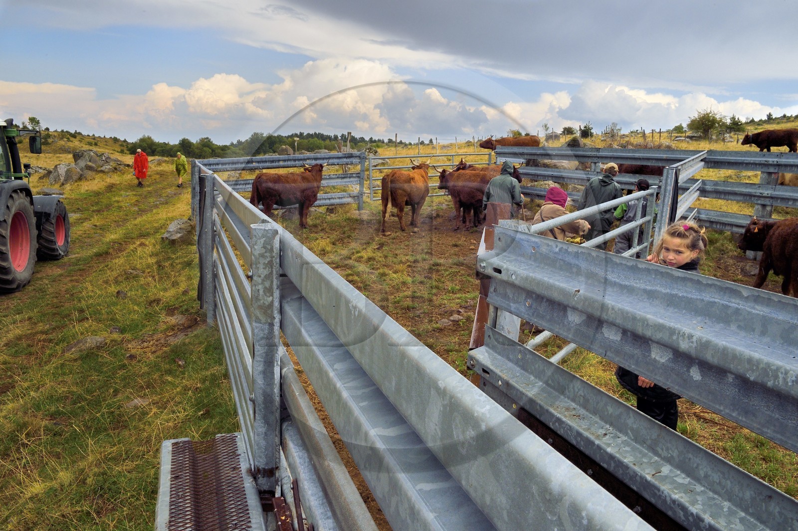 France, Cantal, Chastel-sur-Murat plateau on the Way of St. James to Santiago de Compostela by Via Arverna, Salers cows in the cattle pen