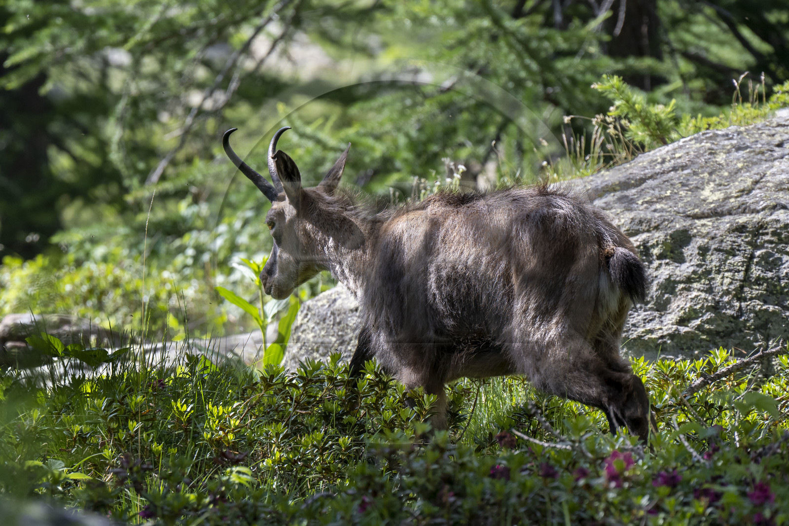 France, Alpes-Maritimes (06), parc national du Mercantour, Haute-Vésubie, Saint-Martin-Vésubie, Val du Haut Boréon, chamois (Rupicapra rupicapra) au lac des Sagnes vers le refuge de Cougourde