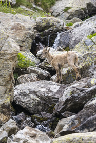 France, Alpes-Maritimes, Parc National du Mercantour (Mercantour national park), Haute Vesubie, Saint Martin Vesubie, Val du Haut Boréon, female Alpine ibex (Capra ibex) near Lake Trecolpas