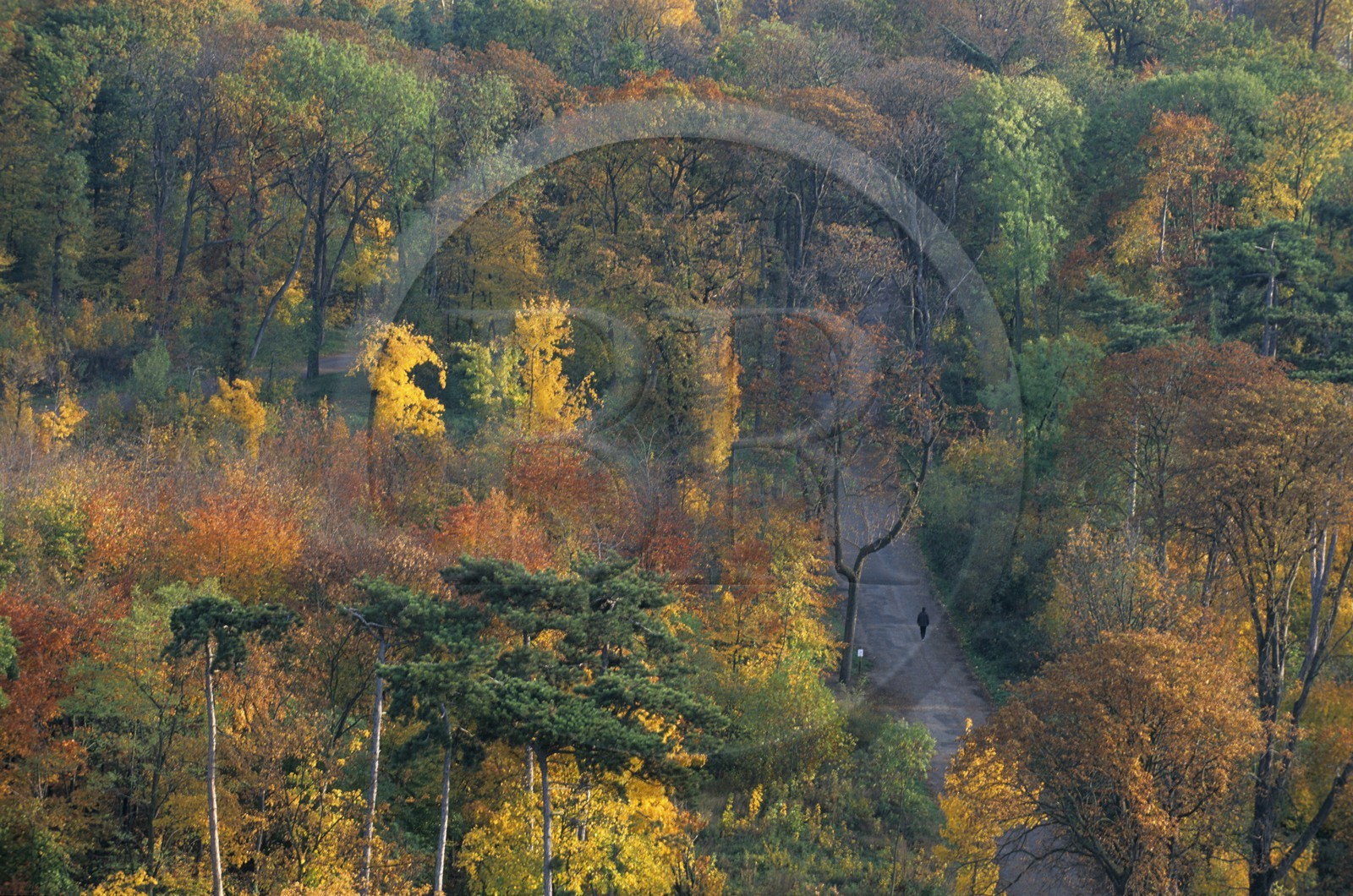 France, Paris (75), Bois de Vincennes aux couleurs d'automne