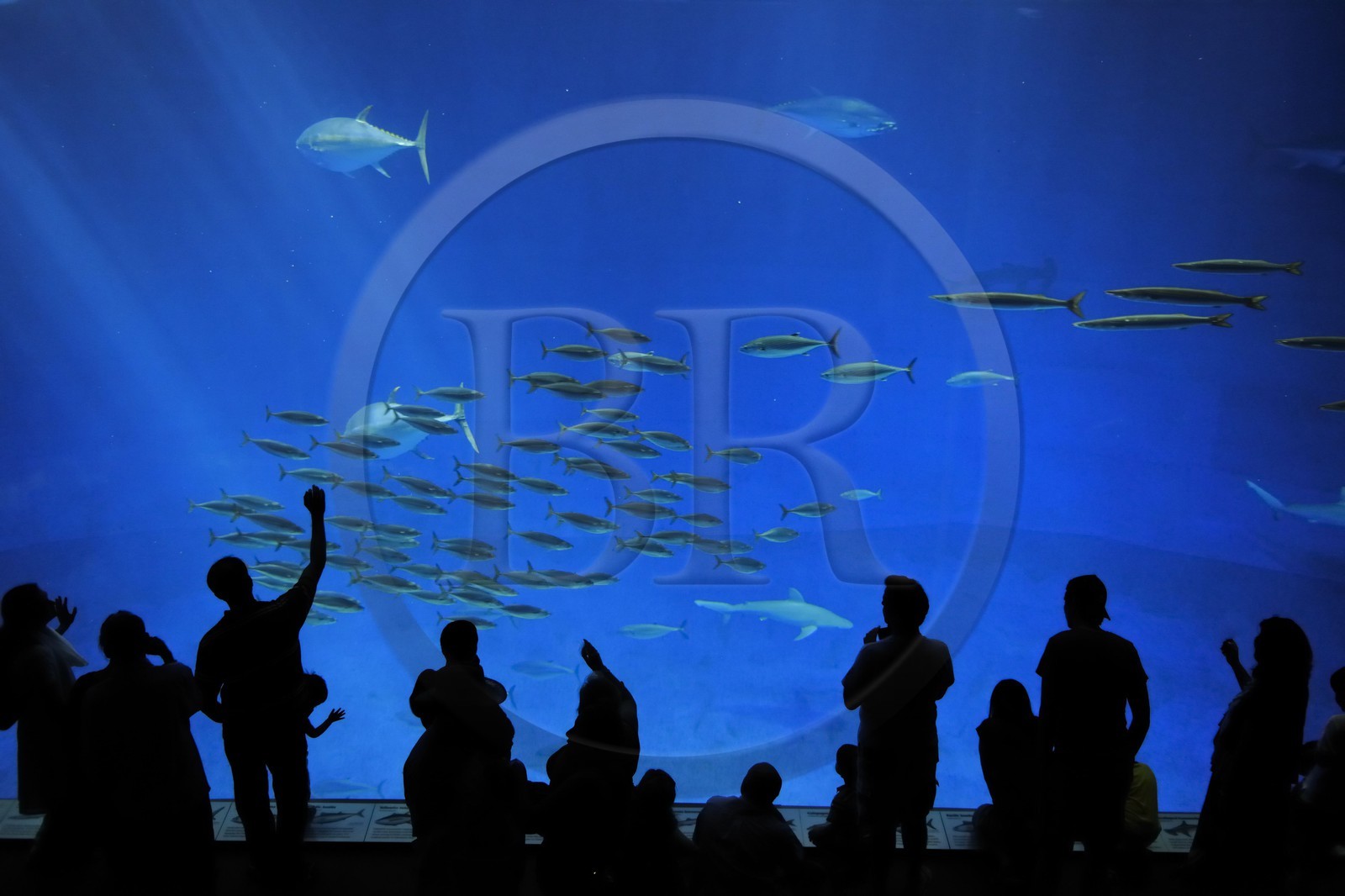 Etats-Unis, Californie, Monterey, le Monterey Bay Aquarium dans Cannery Row