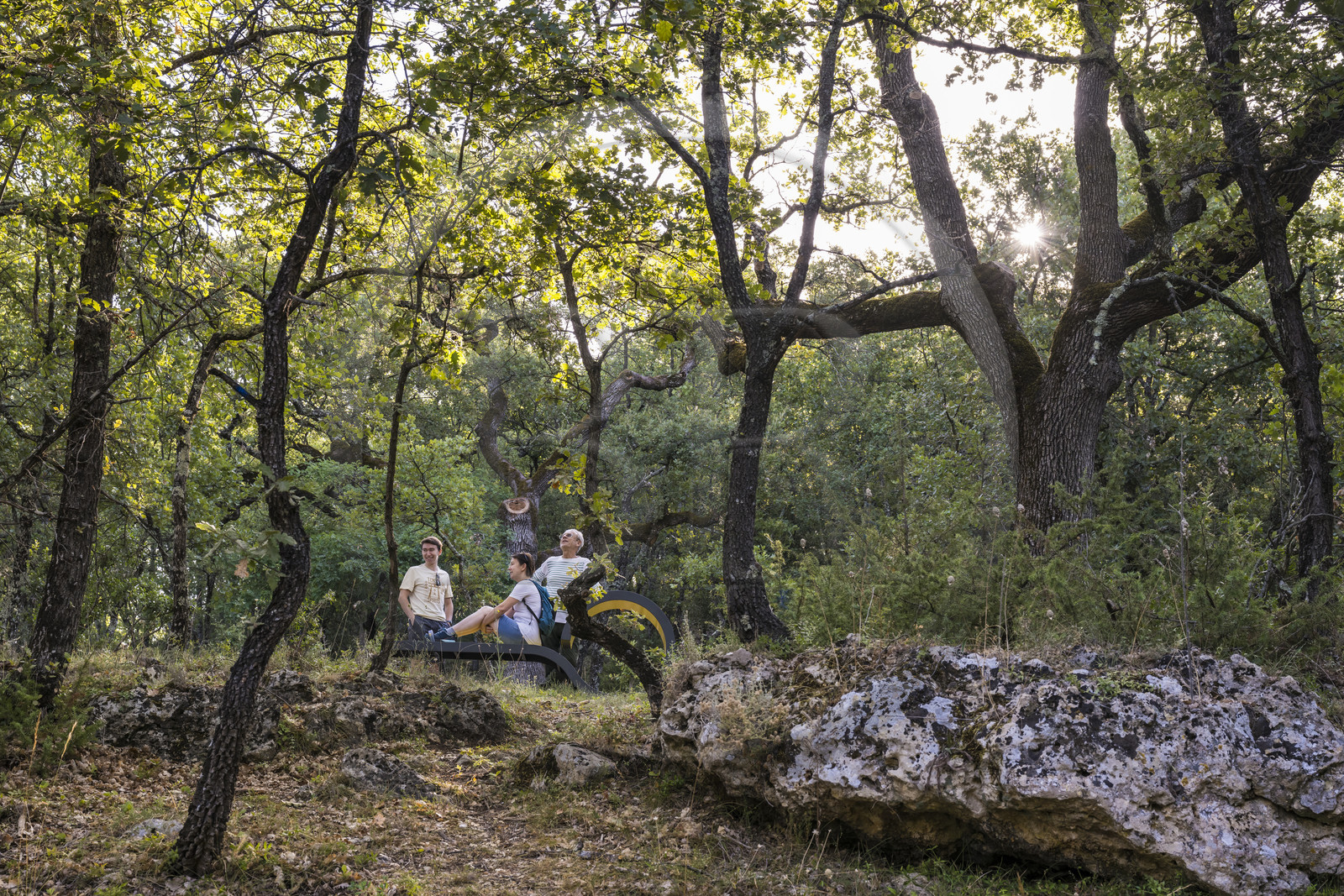 France, Var, Provence Verte (Green Provence), Bras, Academie du Bain de Foret Provencale (Academy of Forest Bathing in Provence), forest of the domaine Le Peyrourier - une campagne en Provence