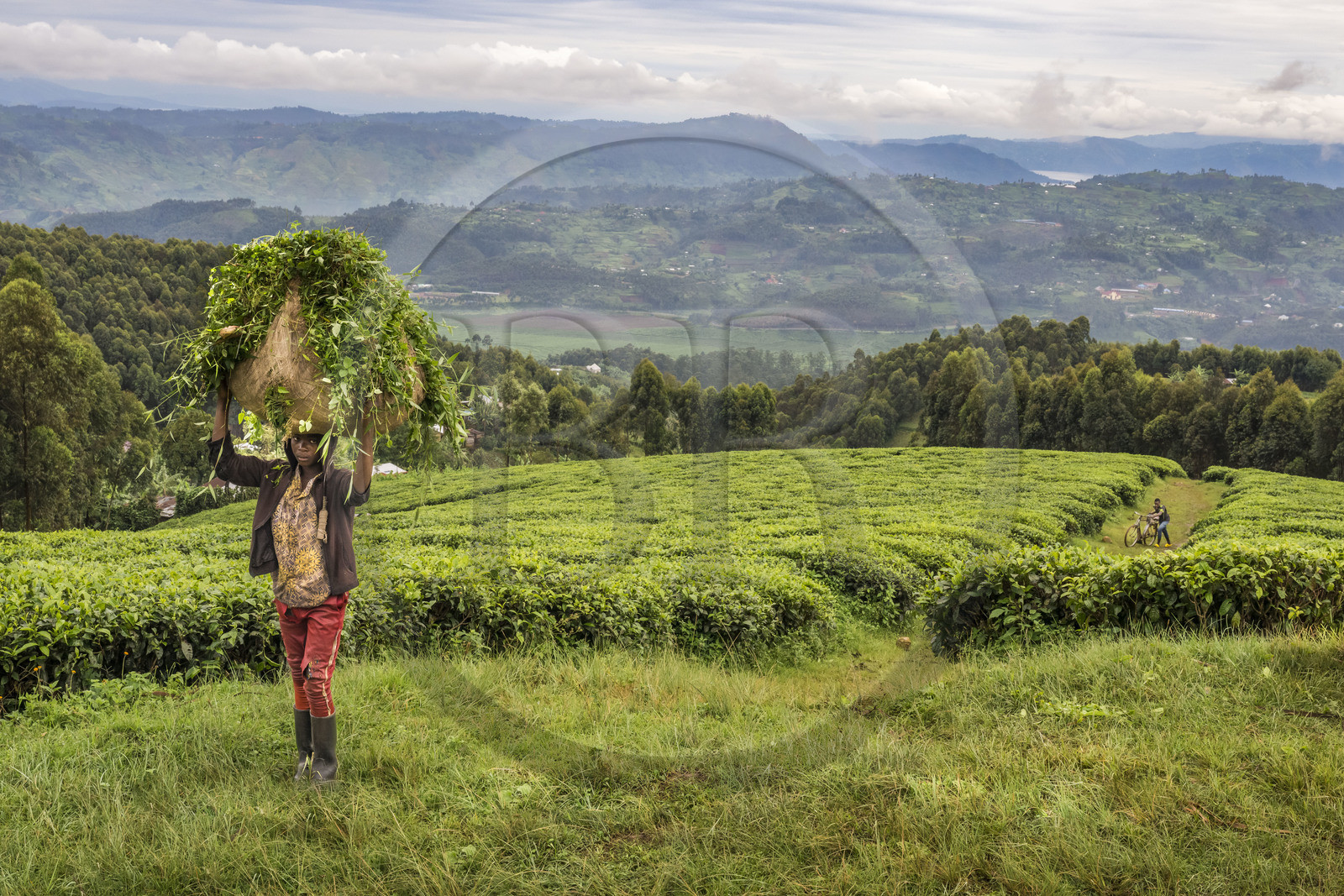 Rwanda, Province de l’Ouest, Gisakura, jeune paysan portant un ballot d'herbe pour nourrir les vaches, plantation de thé, le lac Kivu et les montagnes de la République démocratique du Congo en arrière plan