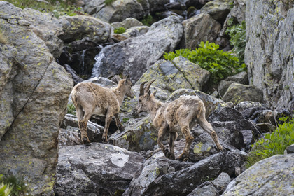 France, Alpes-Maritimes (06), parc national du Mercantour, Haute-Vésubie, Saint-Martin-Vésubie, Val du Haut Boréon, bouquetin des Alpes (Capra ibex) femelle appelée étagne vers le lac de Trécolpas