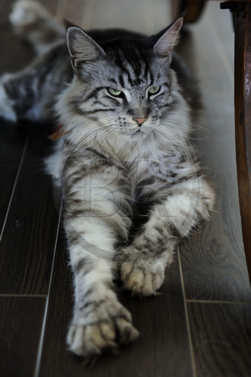 France, Reunion island (French overseas department), Main coon cat