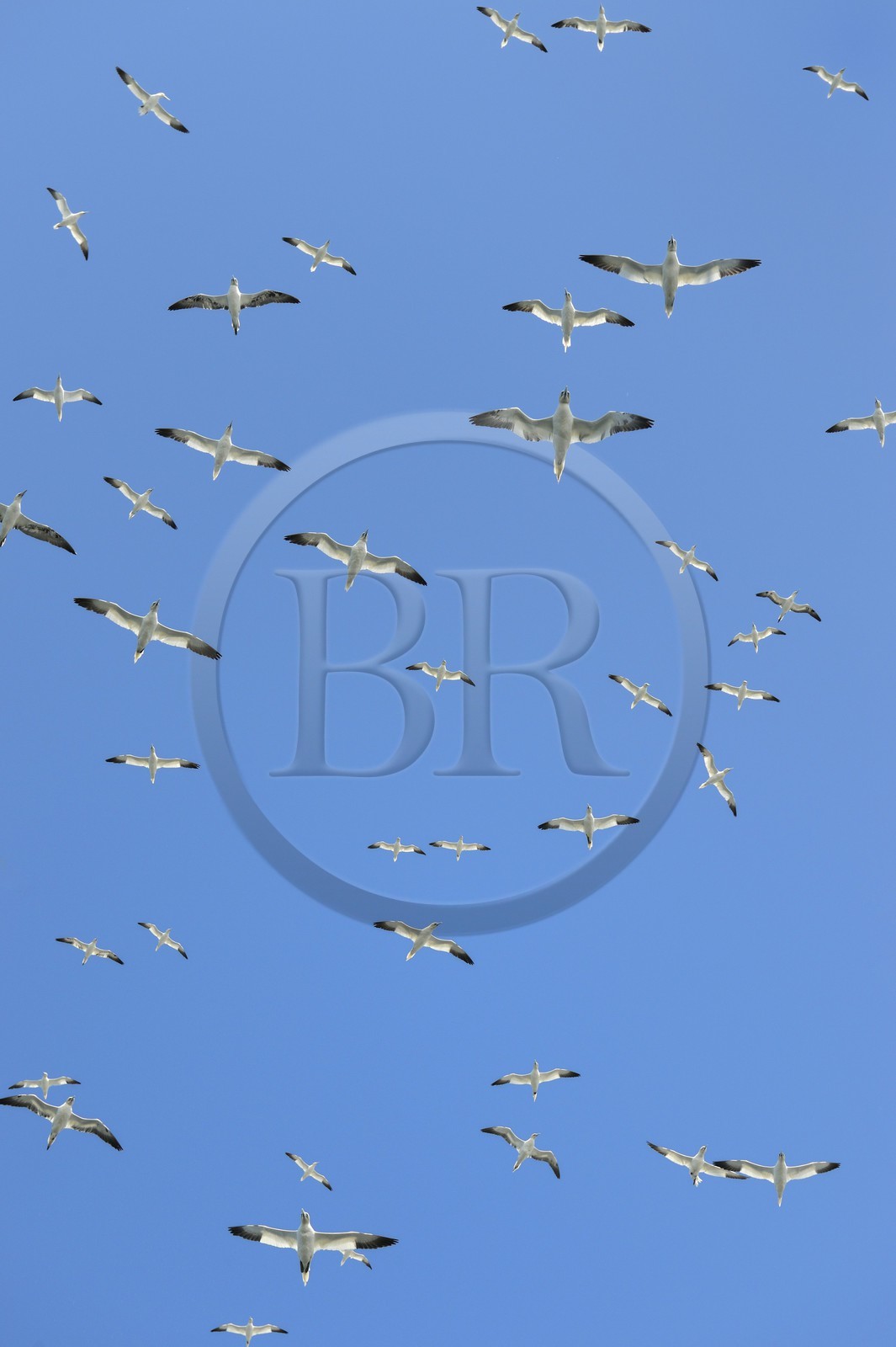 France, Côtes-d'Armor (22), Perros-Guirec, archipel et réserve ornithologique de Sept-Iles, Ile Rouzic, colonie de fous de Bassan (Morus bassanus), unique point de nidification en France pour plus de 20000 couples