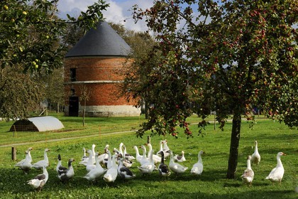 France, Seine-Maritime (76), Bretteville-du-Grand-Caux, clos-masure qui abrite l'Ecomusée de la Pomme et du Cidre au sein de la ferme, élevage d'oies normandes