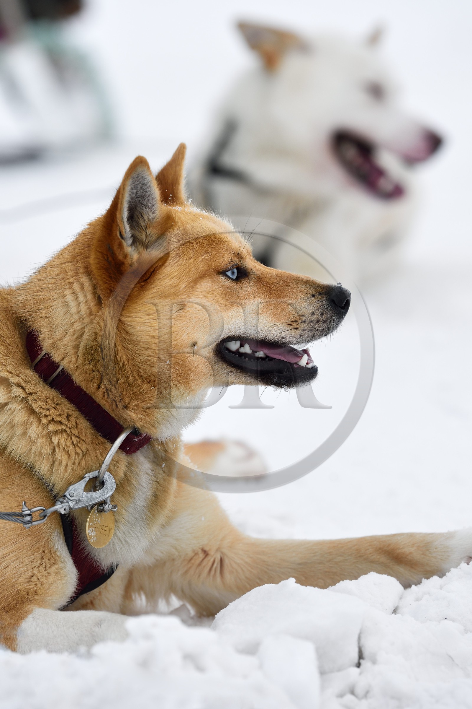 Norway, Svalbard, Spitzbergen, Adventdalen valley near Longyearbyen, breeding of sled dogs, husky