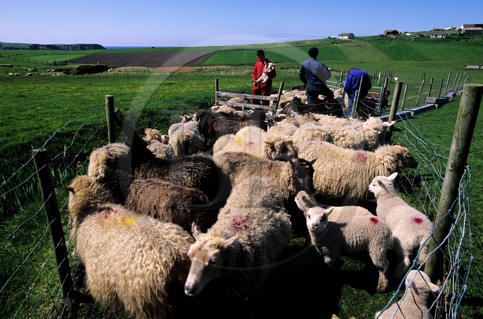 United Kingdom, Scotland, Shetland islands, south of Mainland on the West coast, castration of the lambs near Scousburgh