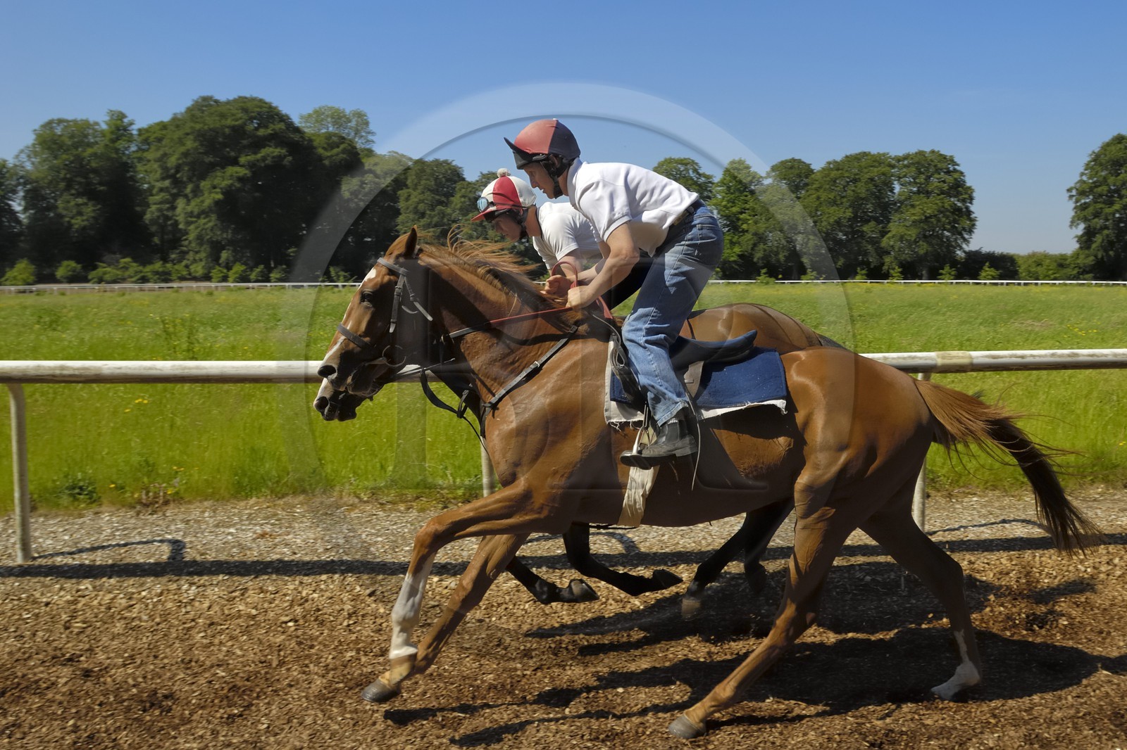 Republic of Ireland, County Kildare, Maynooth, Moyglare Stud, horse training