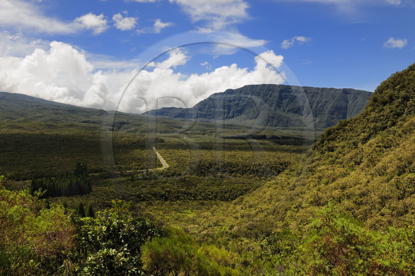 France, Reunion island (French overseas department), Bébourg forest