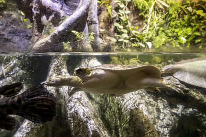 Espagne, Catalogne, Barcelone, Port Vell, l'aquarium, tortue-molle à épines (Apalone spinifera)