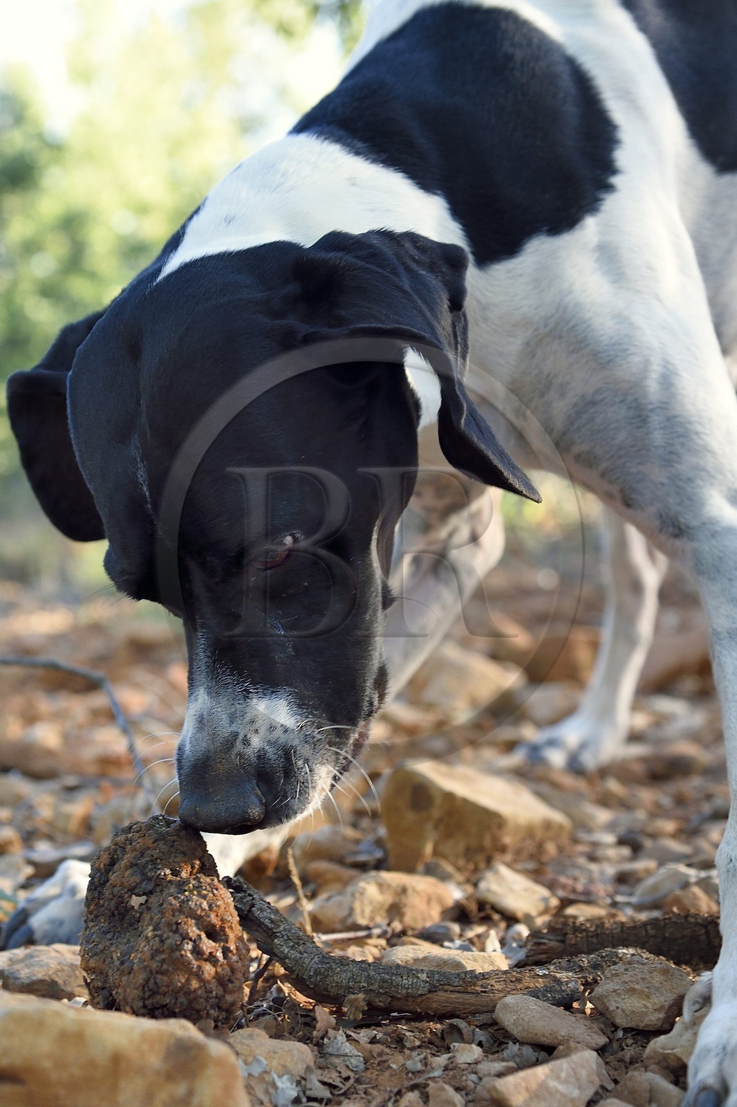 France, Var (83), Bauduen, recherche des truffes dans la truffière du Domaine du Hameau des Clos, chien truffier et truffe blanche d’été (Tuber aestivum) dite encore truffe de la Saint-Jean