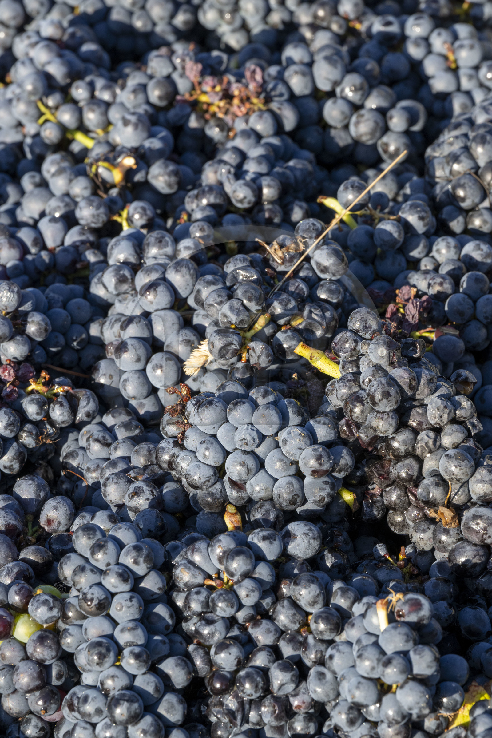France, Côte-d'Or (21), les climats de Bourgogne classés Patrimoine Mondial de l'UNESCO, Route des Grands Crus, vignoble de la Côte de Beaune, Volnay, vendanges dans les vignes du domaine Cluzeaud Volnay 1er Cru Pitures à partir du cépage Pinot noir
