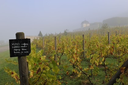 France, Seine-Maritime (76), Saint-Martin-de-Boscherville, Abbaye Saint-Georges de Boscherville du XIIe siècle, le vignoble