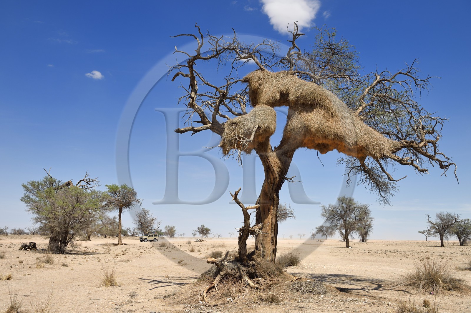 Namibie, région de Erongo, parc national Namib Naukluft, désert du Namib, un grand nid d'oiseaux de Républicain Social dans un arbre d'acacia mort