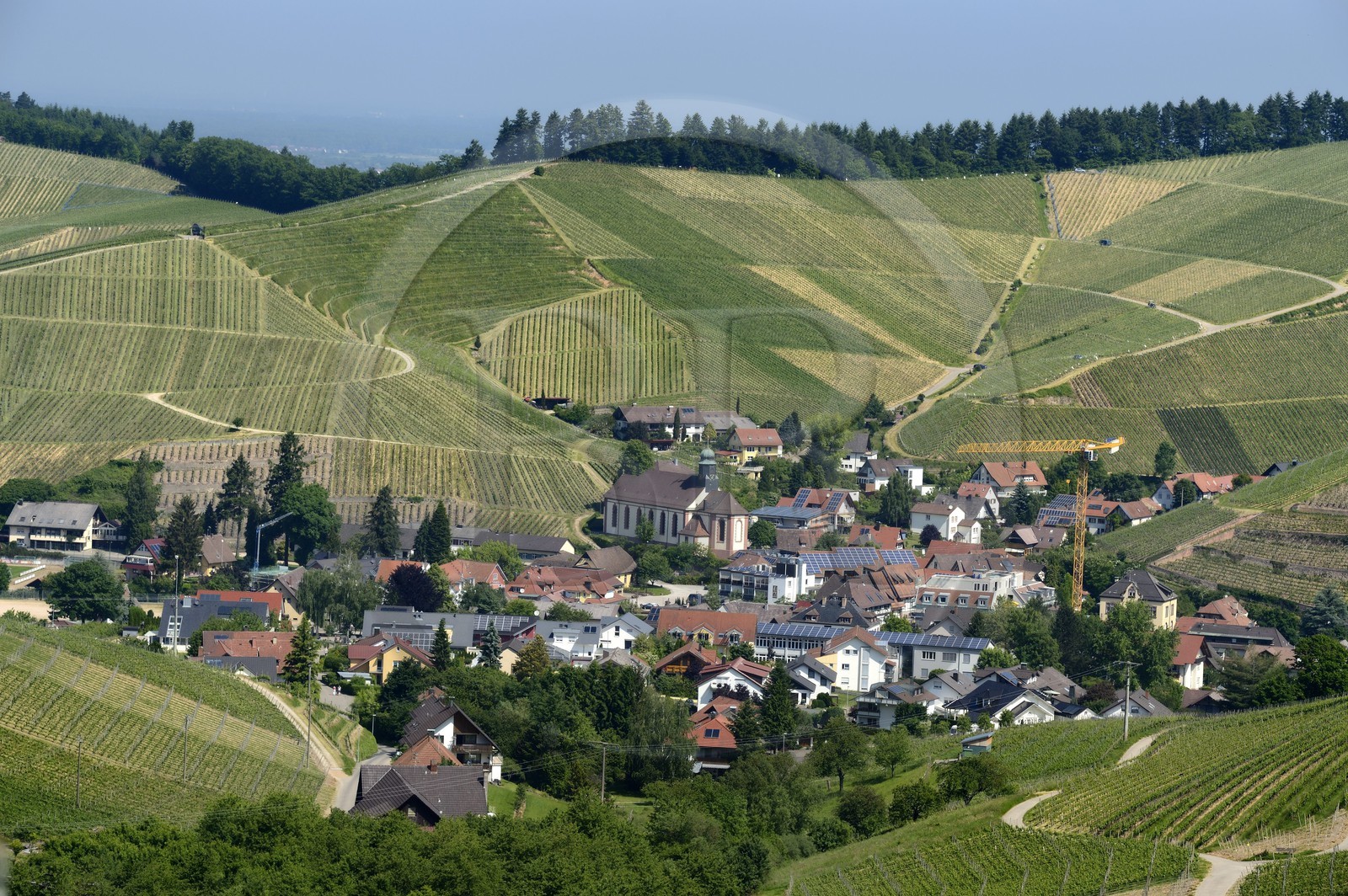 Germany, Baden-Wurttemberg, Durbach vineyard