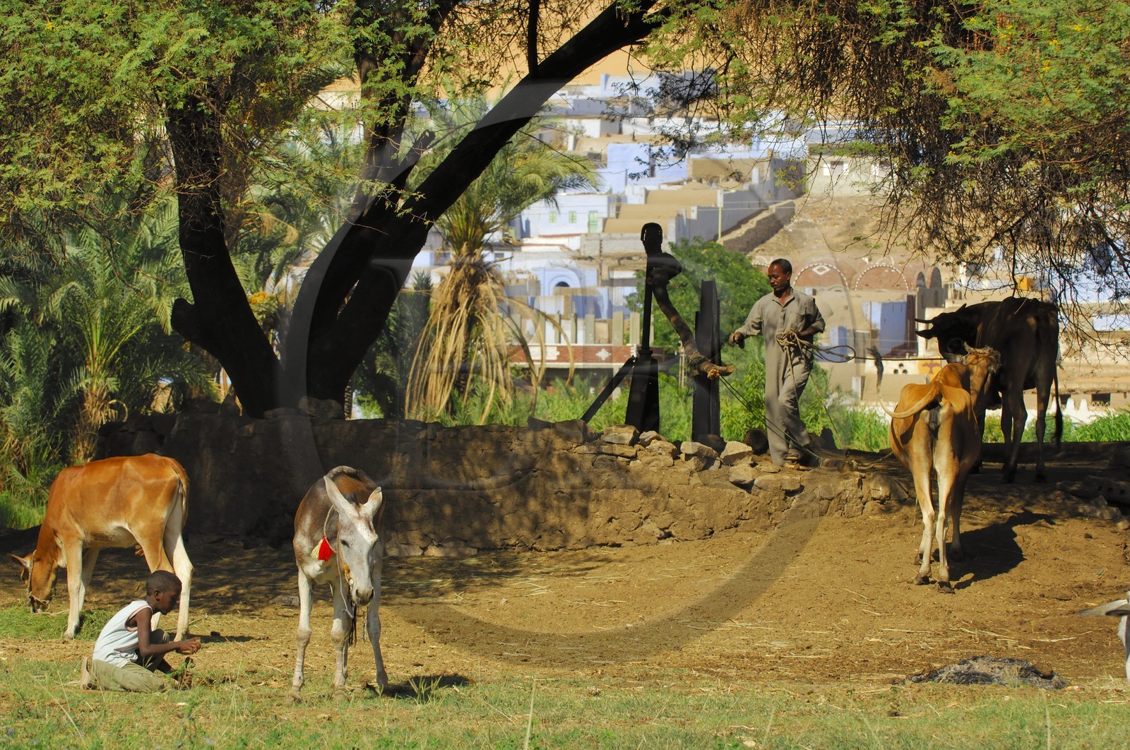 Egypte, Haute Egypte, Nubie, vallée du Nil, Assouan, la rive ouest, puit dans la campagne nubienne
