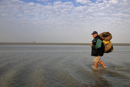 France, Manche (50), Baie du Mont-Saint-Michel, le pêcheur de grêve Guy Jugan allant relever ses filets de crevettes grises
