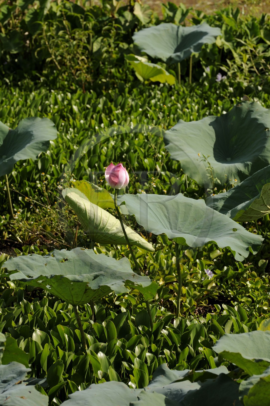 Vietnam, province de Ninh Binh, fleurs de lotus