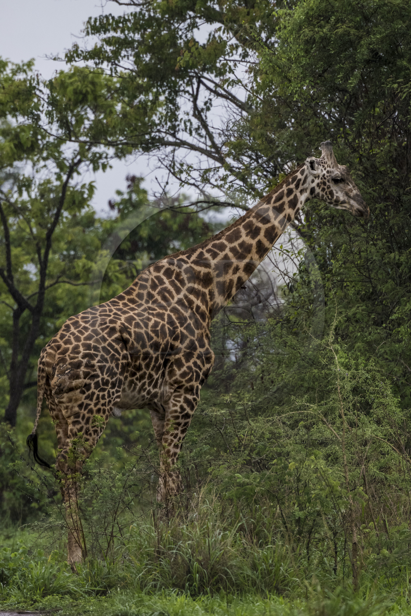 Rwanda, Akagera National Park, giraffe (Giraffa camelopardalis)