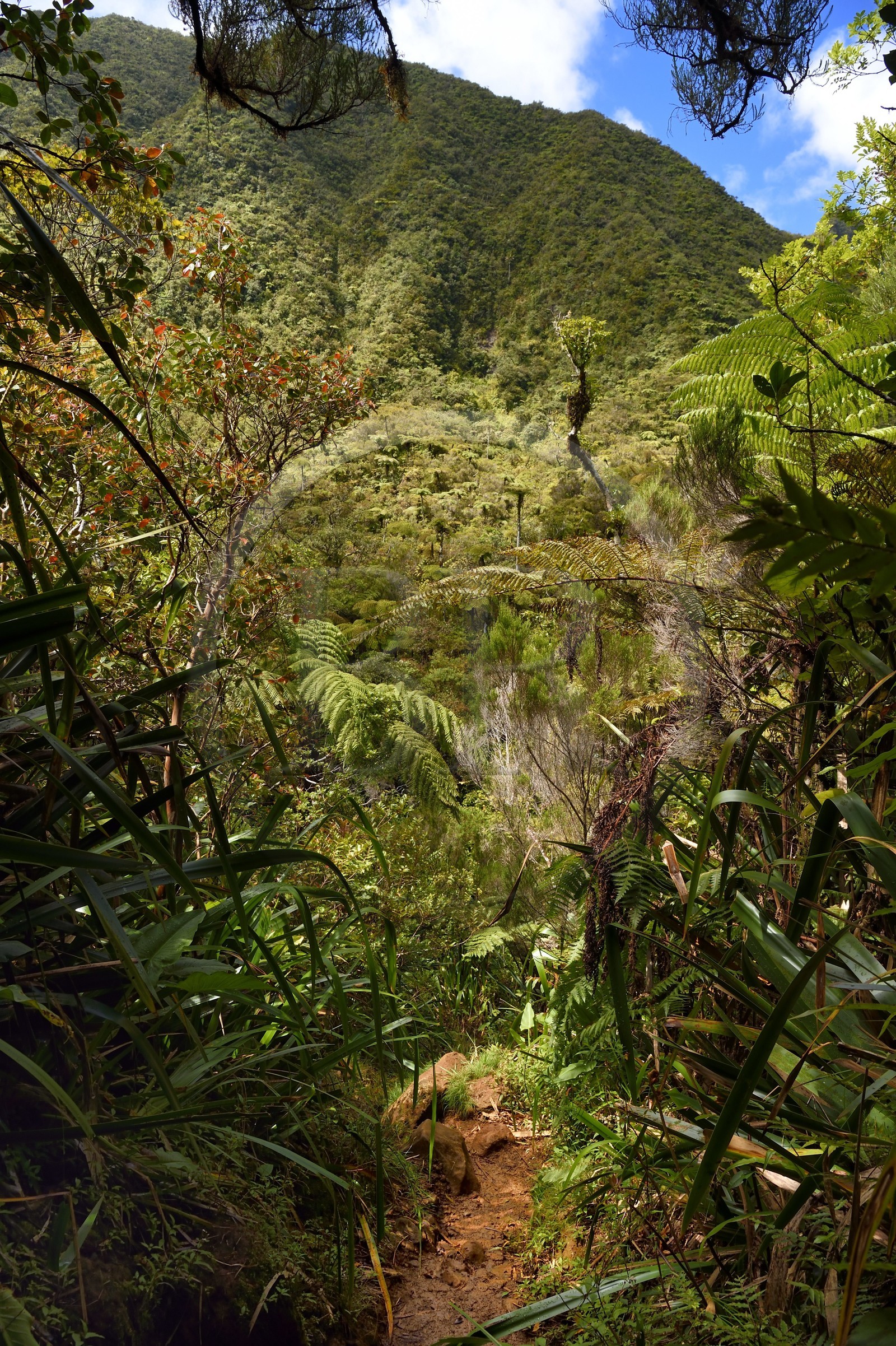 France, Ile de la Reunion, Parc National de la Réunion classé Patrimoine Mondial de l'UNESCO, La Plaine des Palmistes, forêt de Bébour, sentier de randonnée Cassé de Takamaka