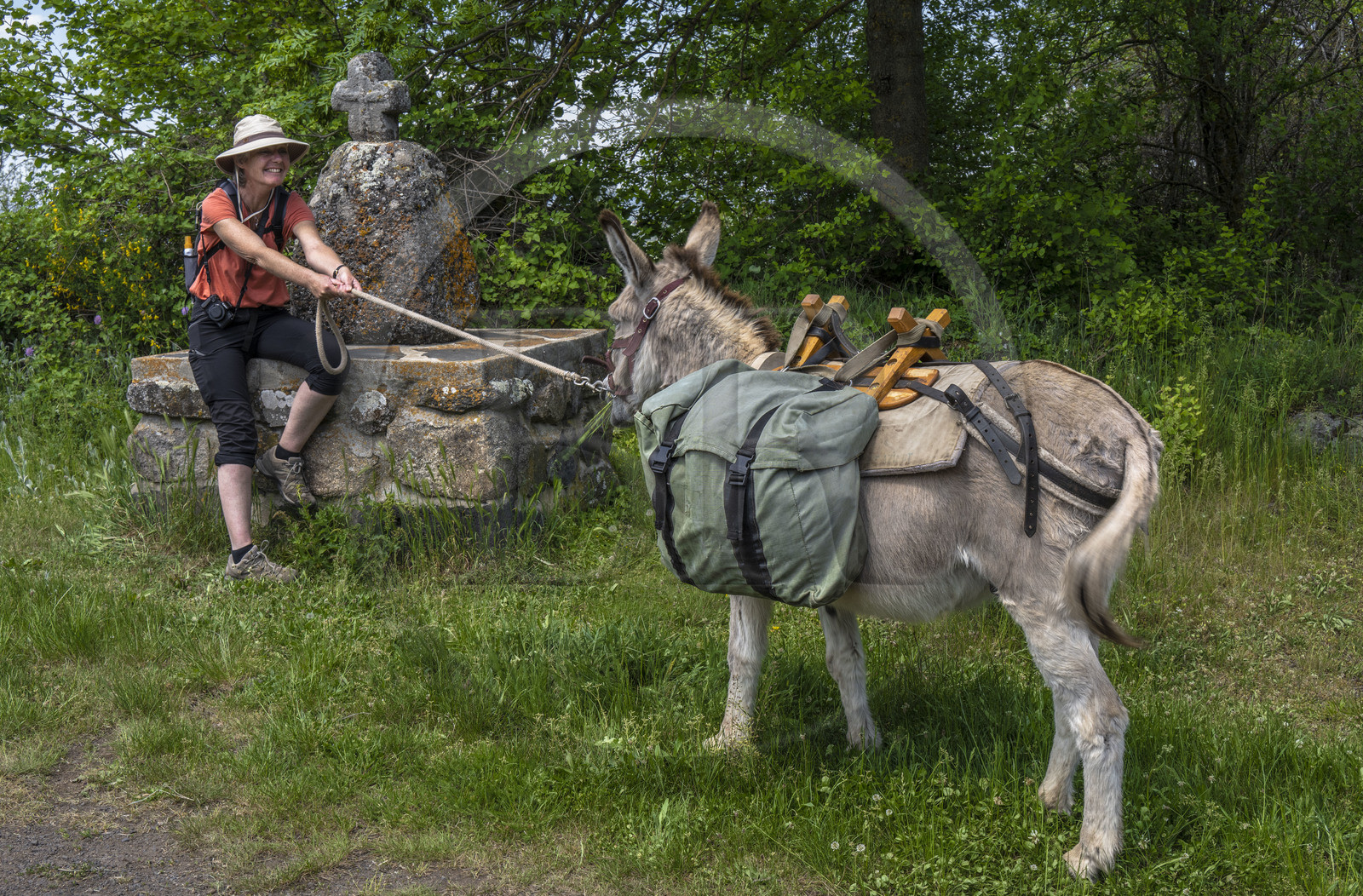 France, Haute-Loire (43), randonnée avec un âne sur le chemin de Stevenson (GR 70) entre Le Monastier-sur-Gazeille et Saint-Martin-de-Fugères, l'âne Anatole a décidé de ne plus avancer