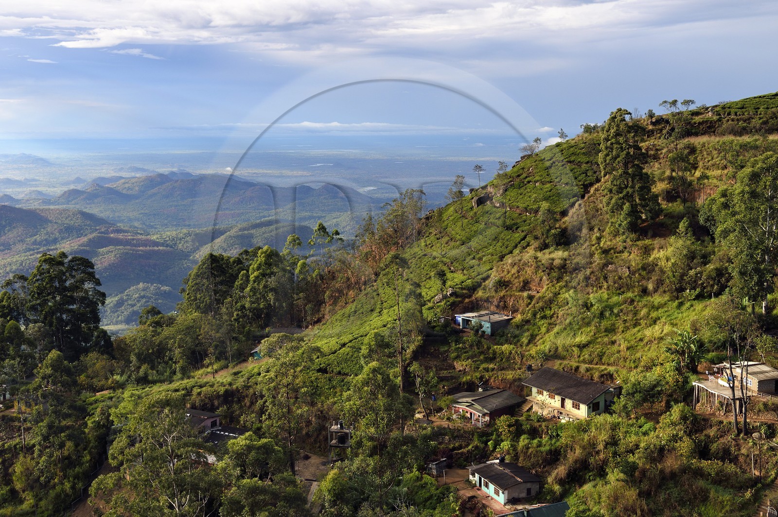 Sri Lanka, Province d'Uva, Haputale, plantation de thé et les collinnes au sud