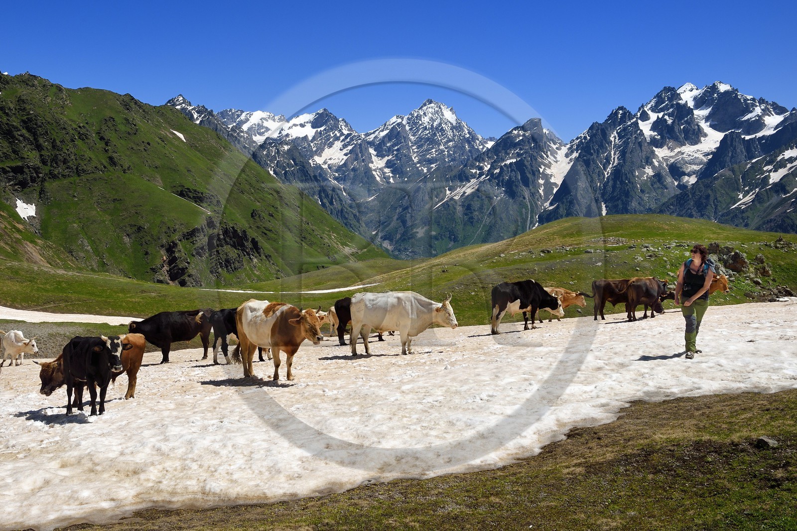 Géorgie, Haute Svanétie (Zemo Svaneti), Mestia, randonneur et troupeau de vache autour du lac Koruldi sur les contrefort du mont Ouchba (Ushba)