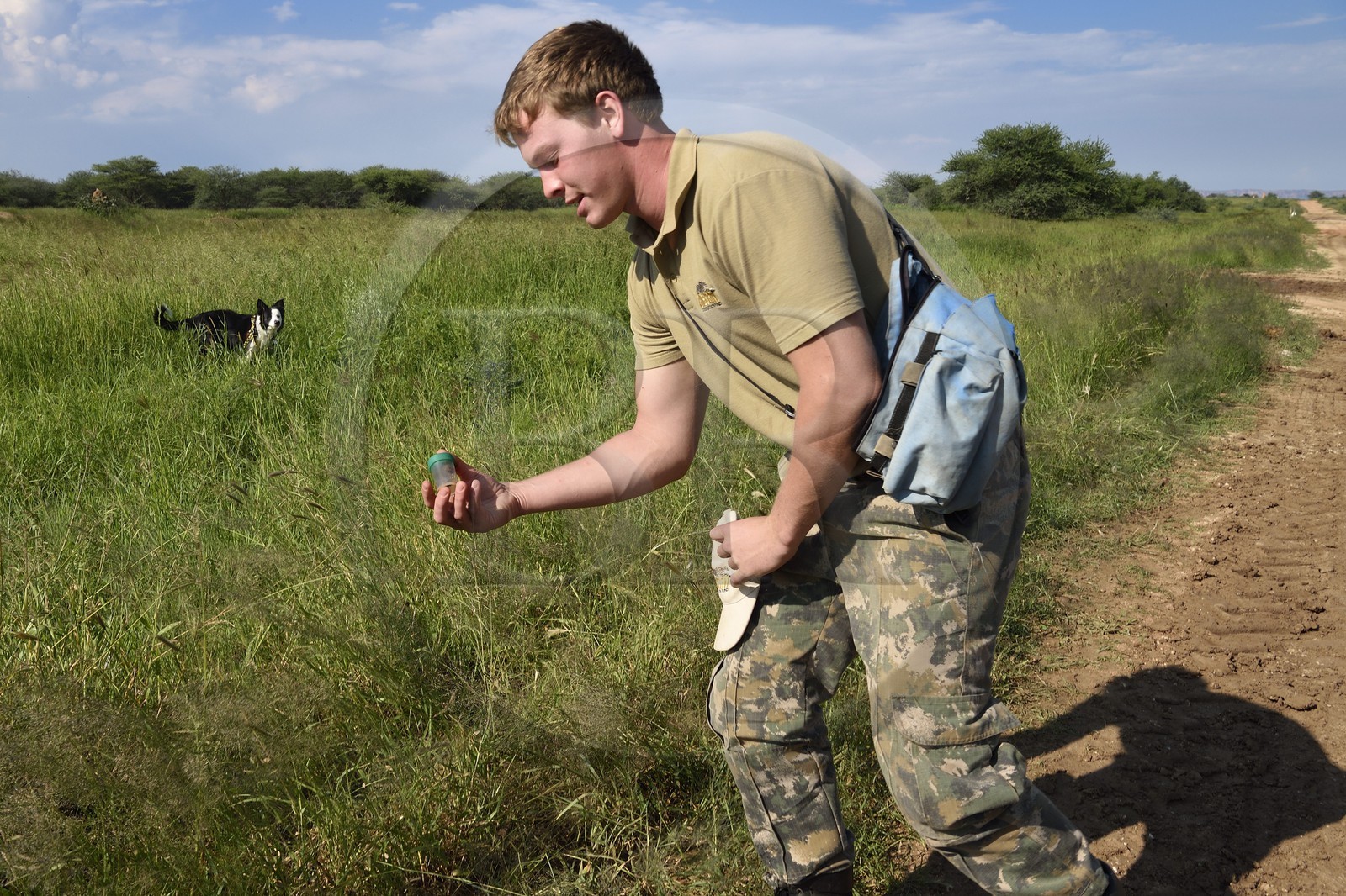 Namibie, Otjiwarongo, Cheetah Conservation Fund, centre de recherche et d'éducation, Quentin de Jager forme son chien à la recherche d'excréments (de guépards et autres) souvent sur les bords des routes aux abords de fermes pour le laboratoire du CCF