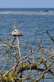 Panama, Colon Province, Portobelo, pelican