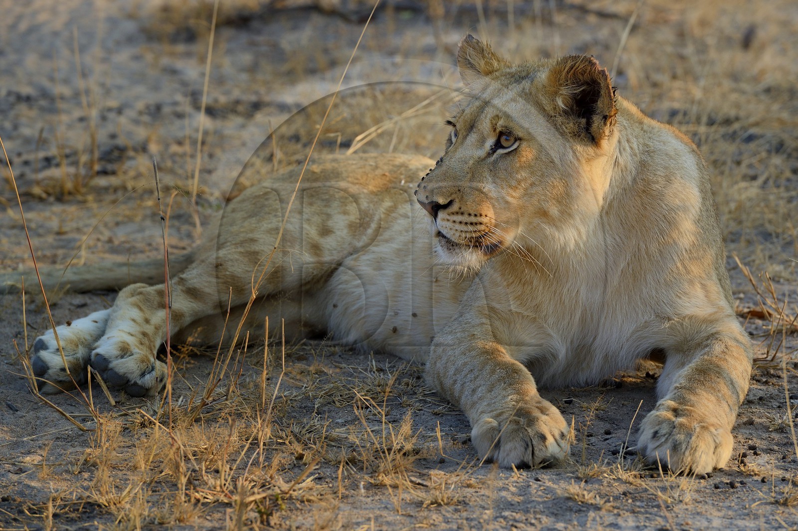 Zimbabwe, province des Midlands, Gweru, Antelope Park qui abrite ALERT (African Lion and Environmental Research Trust), jeune lionne (panthera leo)