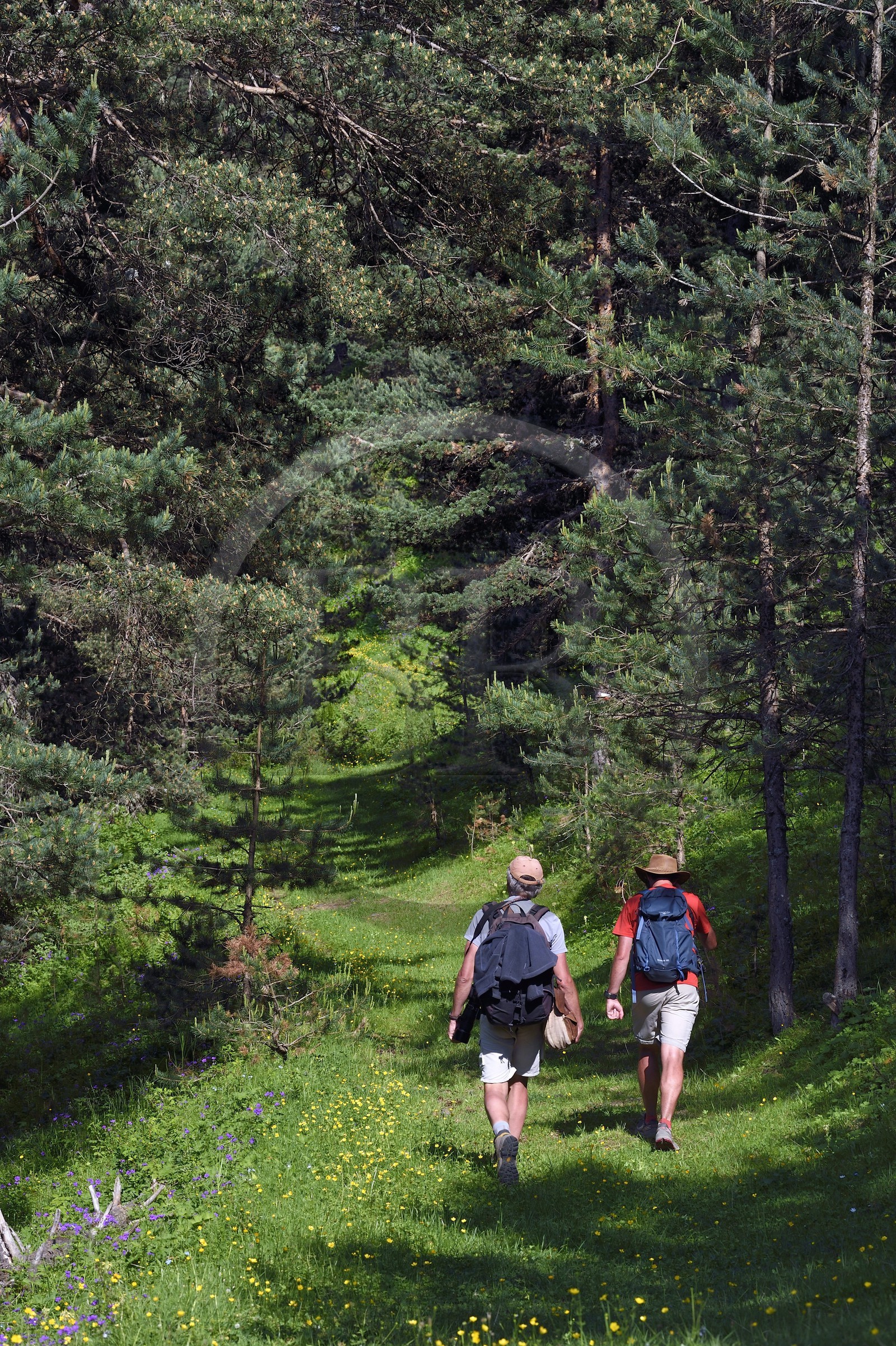Géorgie, Kakheti, Parc national de Touchétie, randonneurs dans la forêt aux alentours du village de Diklo à la frontière du Daghestan (Russie)