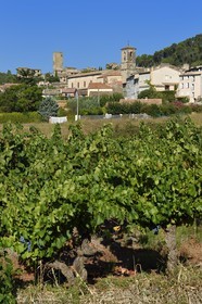 France, Var (83), La Dracénie, Les Arcs-sur-Argens, vignoble