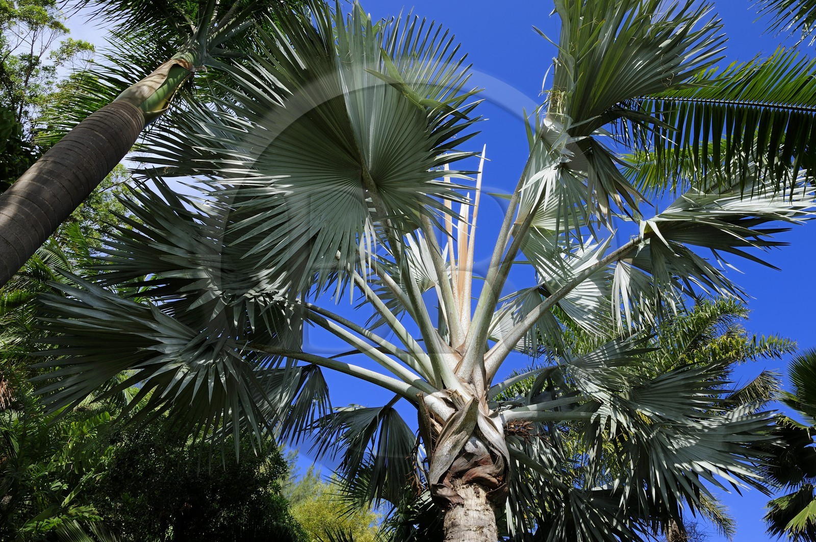 France, Ile de la Reunion, Petite Ile, jardin tropical, palmier bismarckia nobilis
