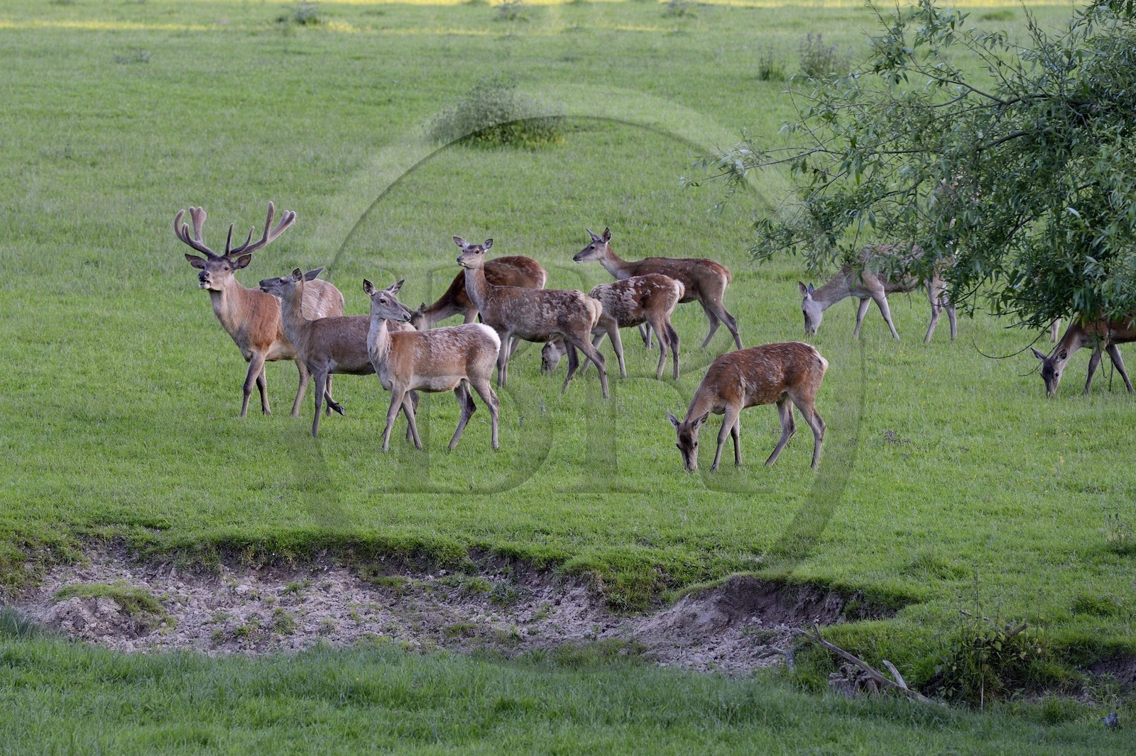 France, Bas-Rhin (67), Birkenwald, la harde de cerfs et biches dans le parc du chateau