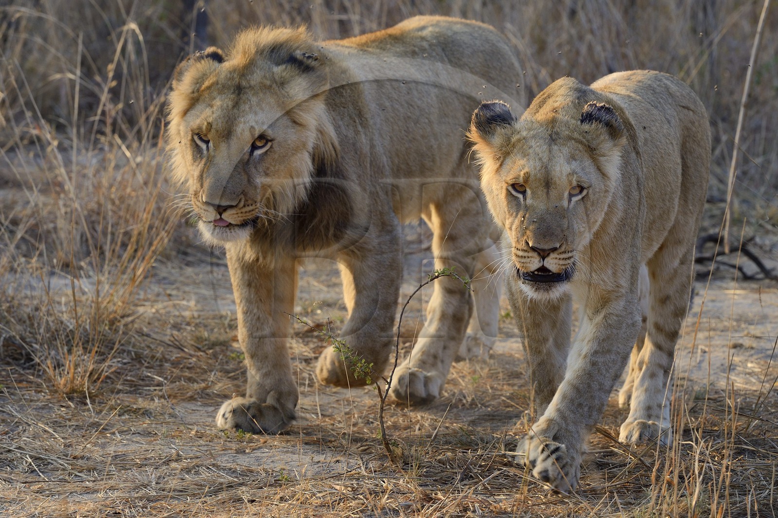 Zimbabwe, province des Midlands, Gweru, Antelope Park qui abrite ALERT (African Lion and Environmental Research Trust), jeune lion et lionne (panthera leo)