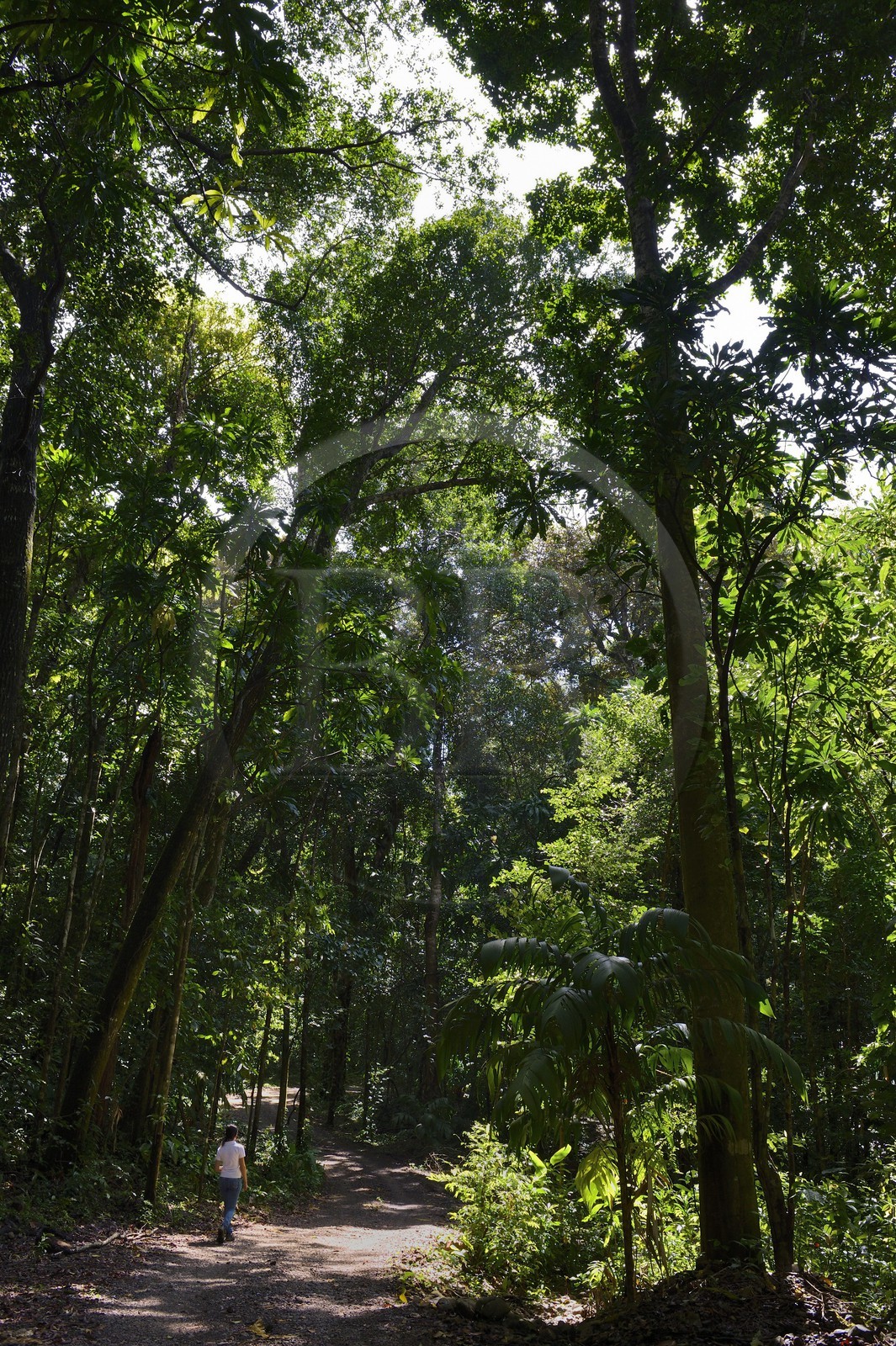 Panama, Chiriqui province, Gulf of Chiriqui National Marine Park, Isla Palenque, path through the rainforest