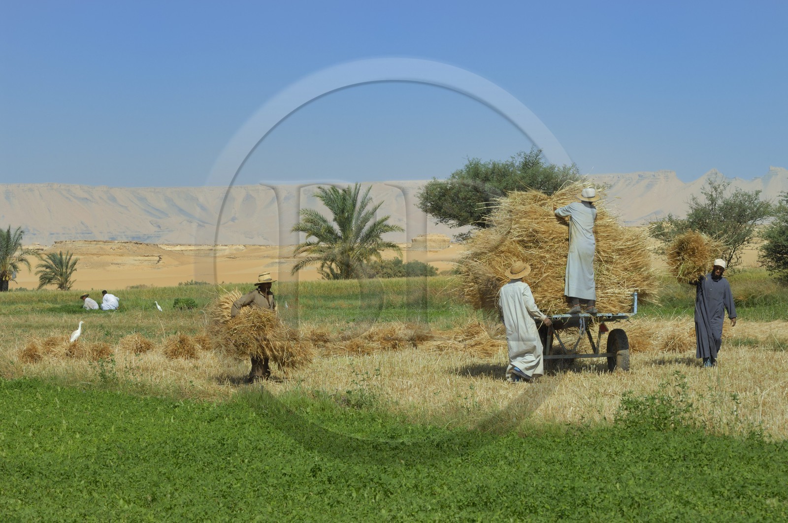Egypte, désert libyque, oasis de Dakhla, travaux des champs