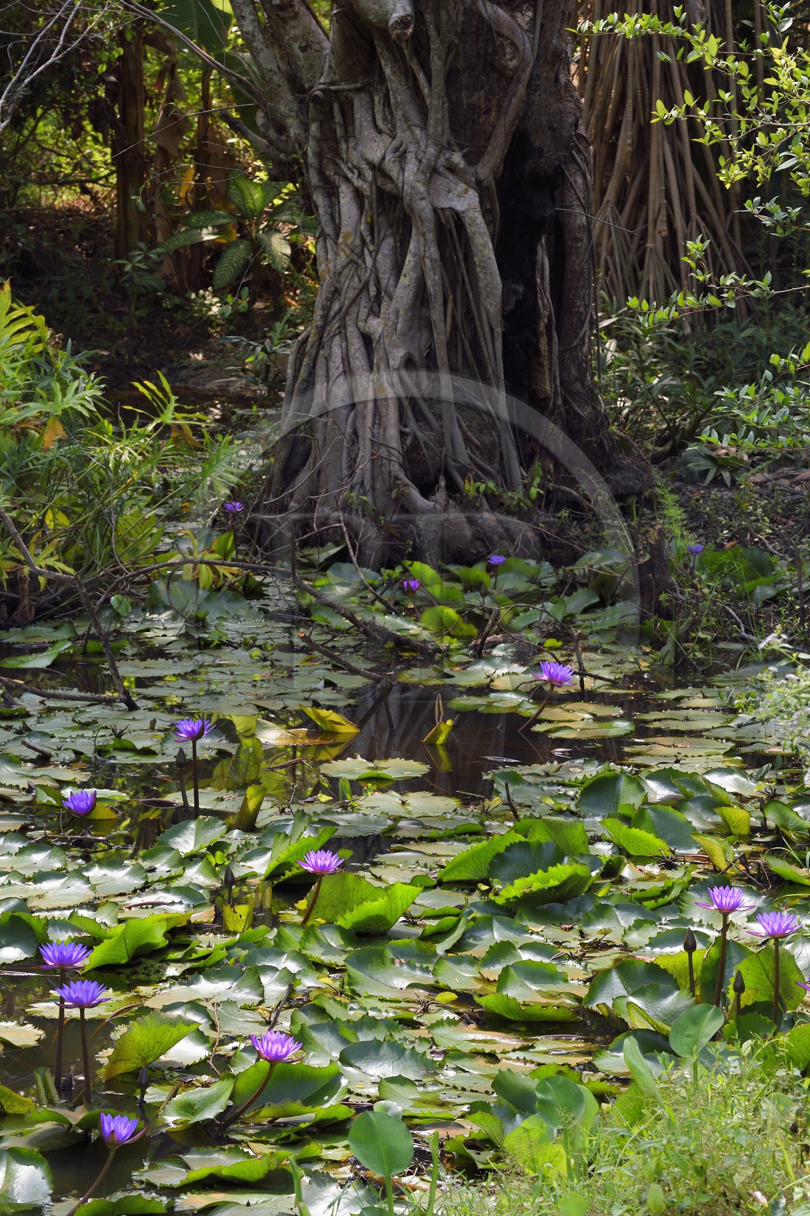 Sri Lanka, province du Centre-Nord, Diyabeduma, étang aux lotus bleu (Nymphaea caerulea) ou nénuphars bleus