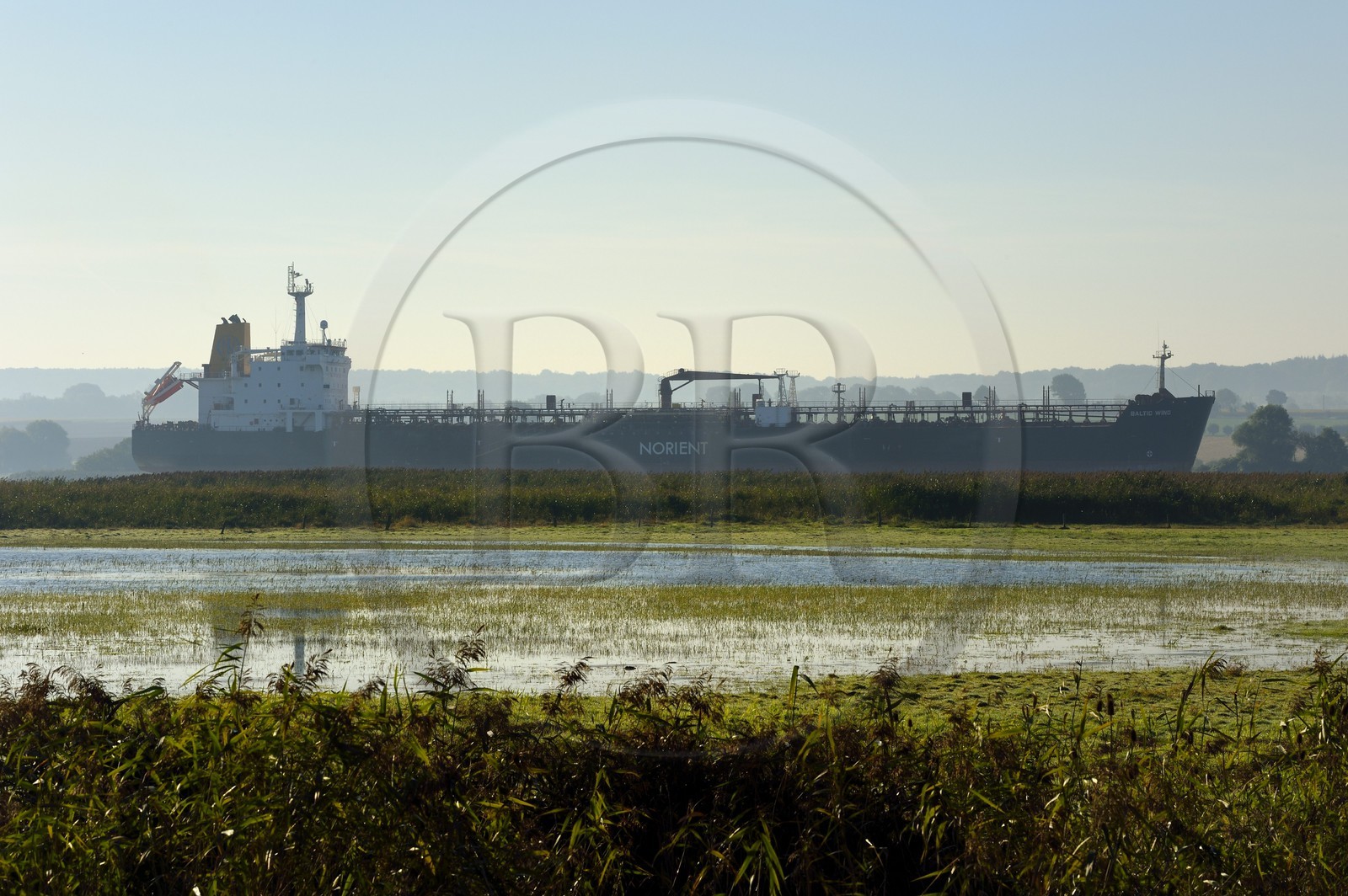 France, Seine Maritime, Natural Reserve of the Seine estuary, cargo ship going down the Seine from Rouen, the reed bed in the foreground