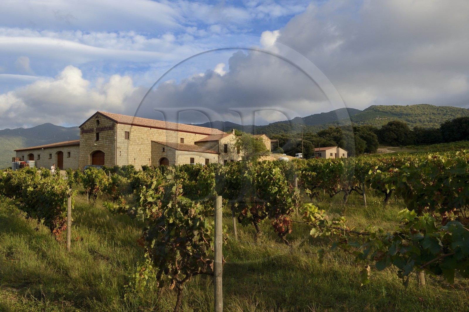 France, Corse-du-Sud (2A), region de Sartène, domaine viticole Fiumicicoli