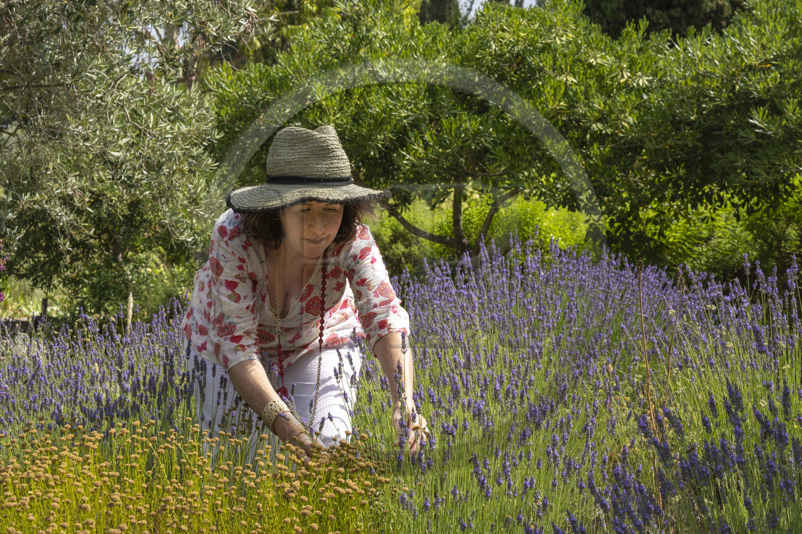 France, Alpes-Maritimes, Mouans-Sartoux, Gardens of the International Museum of Perfumery (Musée International de la Parfumerie - MIP), Corinne Marie-Tosello, a nose designer of olfactory workshops, invites us to discover a wide variety of fragrant plants