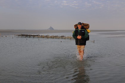 France, Manche, Bay of Mont Saint Michel, listed as World Heritage by UNESCO, Beach fisherman Guy Jugan lifting his nets full of Crangon crangon (grey shrimp) shrimps at dawn