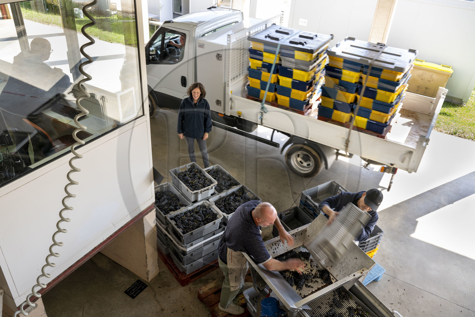 France, Côte-d'Or (21), les climats de Bourgogne classés Patrimoine Mondial de l'UNESCO, Beaune, Cuverie des Hospices de Beaune, camions venant des vendanges avec leurs caisse grappes de raisins