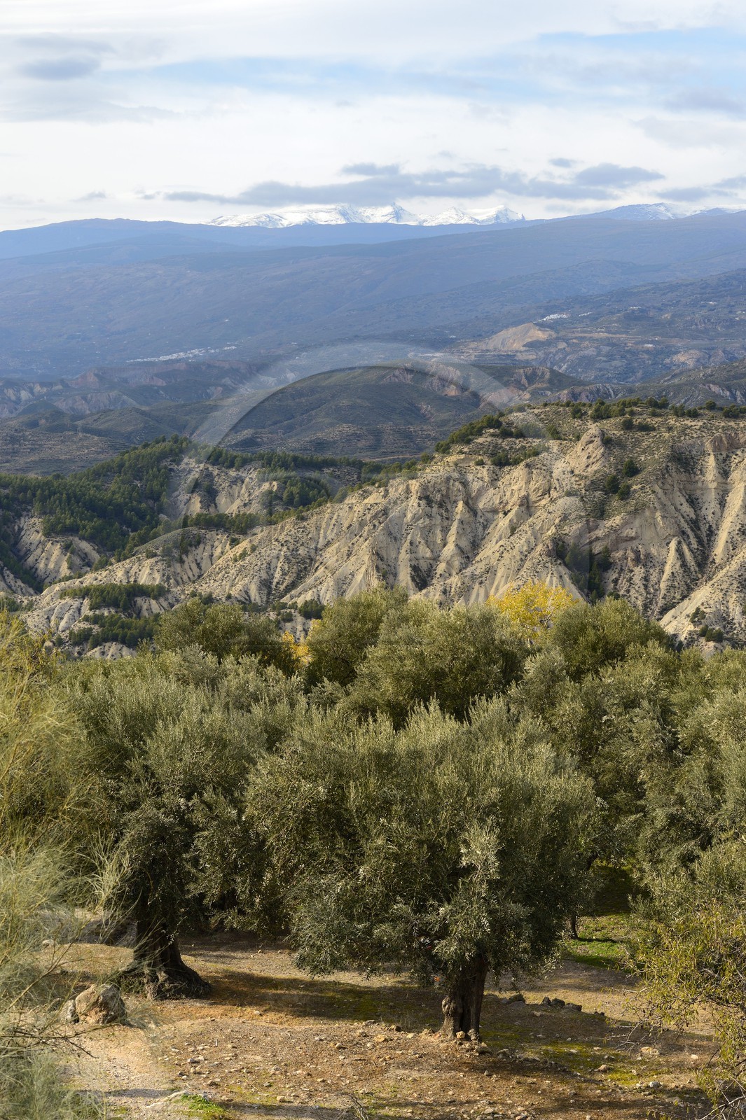 Espagne, Andalousie, Province d'Almeria, Alcolea dans la region des Alpujarras, la Sierra Nevada en arrière plan