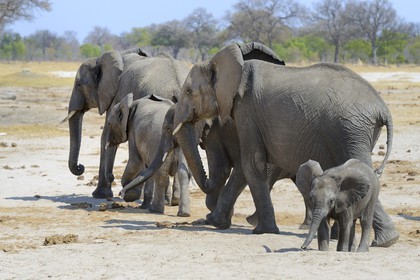 Zimbabwe, province de Matabeleland septentrional, parc national Hwange, éléphants sauvages d'Afrique (Loxodonta africana)
