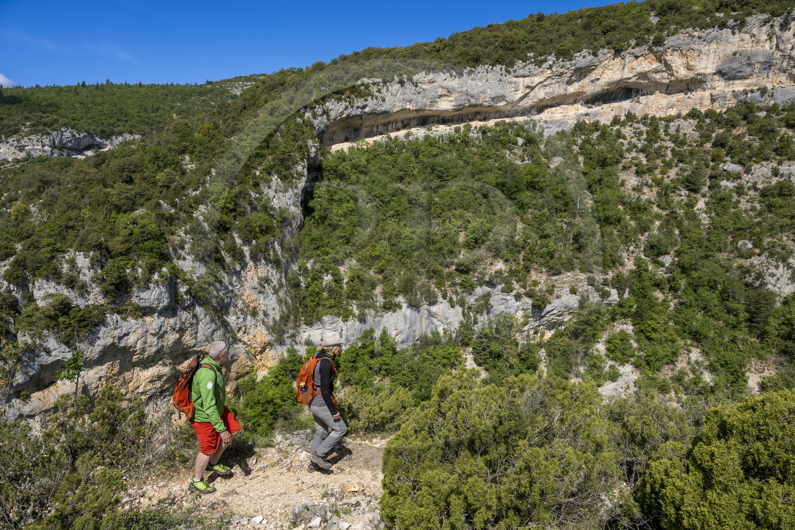 France, Vaucluse (84), Parc naturel régional du Mont Ventoux, Monieux, Gorges de La Nesque, randonneurs progressant sur un sentier sur les hauteurs face au barres rocheuses