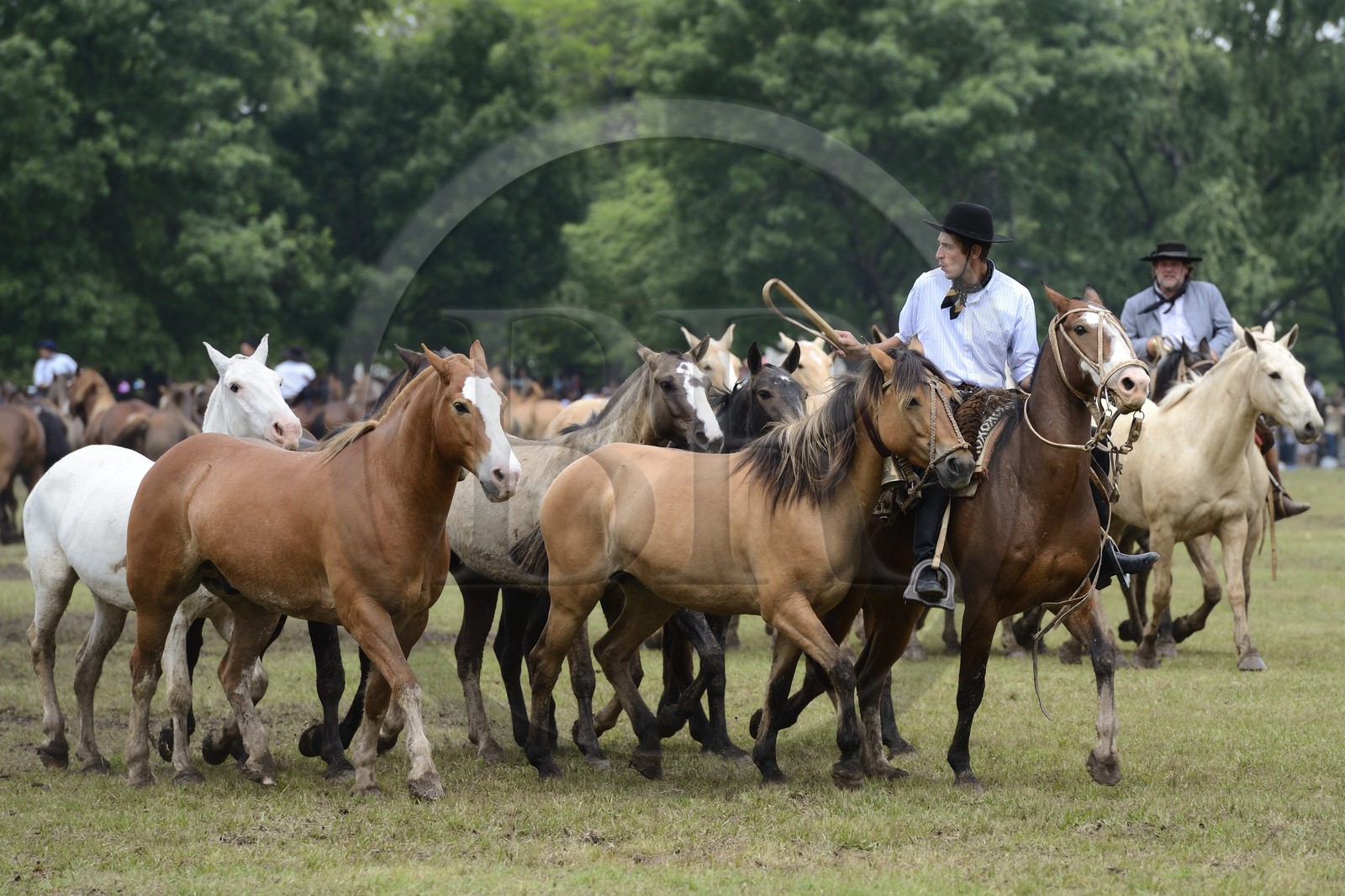 Argentine, province de Buenos Aires, San Antonio de Areco, fête du Jour de la Tradition (Dia de la Tradicion), figure appelée enchevêtrement de troupeaux (Entrevero de tropillas)