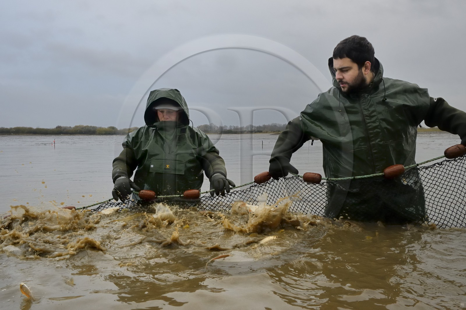 France, Indre (36), le Berry, parc naturel régional de la Brenne, étangs Foucault, vidange d'un étang de peche et récolte des poissons à la main dans un filet, brochet (Esox lucius)